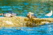 Vancouver boat tour to Bowen Island, Seal Island