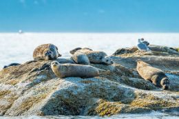 Seal colonies, Vancouver tour by Seadoo