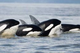 Whale Watching and Wildlife Tour, Parksville, BC, Orcas