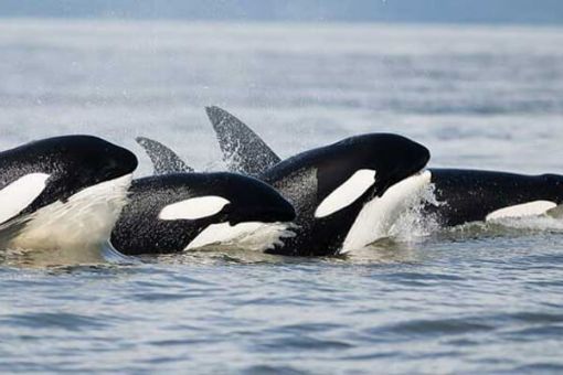 Whale Watching and Wildlife Tour, Parksville, BC, Orcas