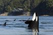 Whale Watching Vancouver Island, Orcas