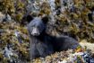 Whale Watching Tour Vancouver Island, BC, bear