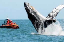 Whale Watching and Wildlife Tour, Cowichan Bay