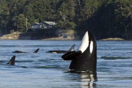Whale Watching Tour, Cowichan Bay, Vancouver Island, Orcas