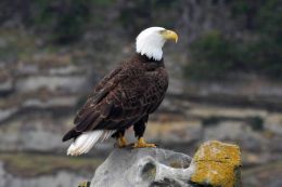 Whale Watching Tour Vancouver Island BC, bald eagle