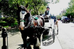 things to do in Victoria, BC - Horse Drawn Carriage Tour
