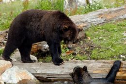 Grouse Mountain Refuge for Endangered Wildlife