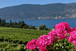 North Kelowna Wineries Tour, BC