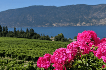 North Kelowna Wineries Tour, BC North Kelowna Wineries Tour, BC
