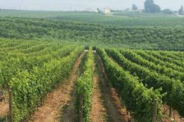 Okanagan Valley vineyard