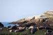 Seal Island on Vancouver Boat Tour