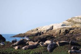 Seal Island on Vancouver Boat Tour