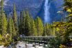 Takakkaw Falls Banff Grizzly Bear Refuge Tour