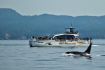 Victoria BC whale watching boat whale