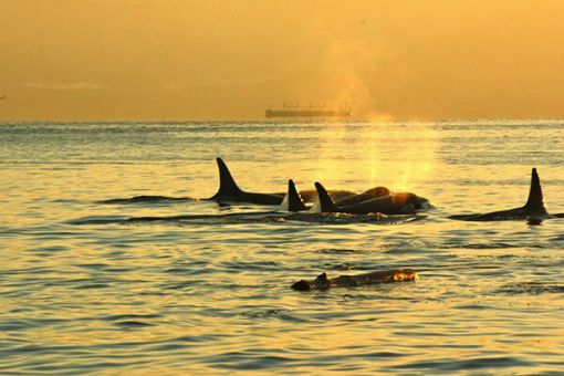 Whale Watching Cruise from Victoria BC at sunset