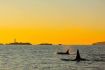 Sunset Whale Watching Cruise from Victoria BC