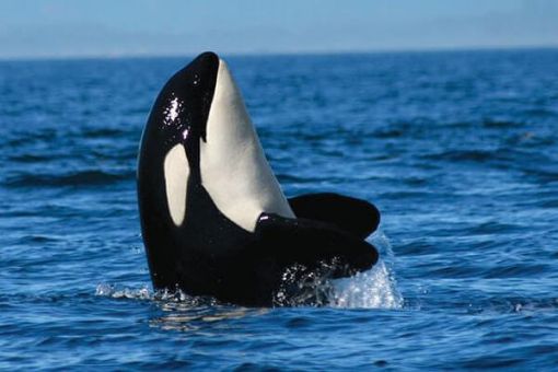 Orca watching on whale tour from Vancouver