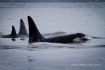 Pod of Orca on whale watching from Vancouver