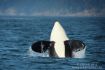 Killer whale watching tour from Vancouver BC