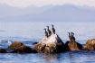 Birds on whale watch from Vancouver