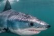 Atlantic Shark Expeditions from Halifax