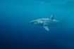 Cage diving with sharks off coast of Nova Scotia