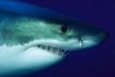 Great White Shark Viewing, Cage Diving - Yarmouth, Nova Scotia