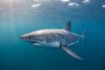 Cage diving with sharks off coast of Nova Scotia