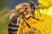 Bee pollinating at Kelowna Meadow Vista Honey Wines