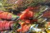 Salmon spawning at Mission Creek Regional Park, Kelowna