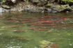 Watch spawning on Kelowna e-bike tour