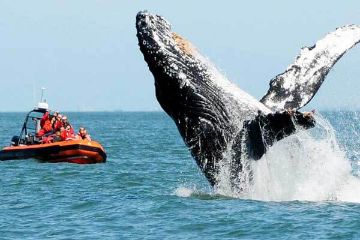 Whale Watching and Wildlife Tour, Cowichan Bay Whale Watching and Wildlife Tour, Cowichan Bay