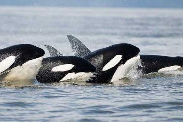 Whale Watching and Wildlife Tour, Parksville, BC, Orcas Whale Watching and Wildlife Tour, Parksville, BC, Orcas