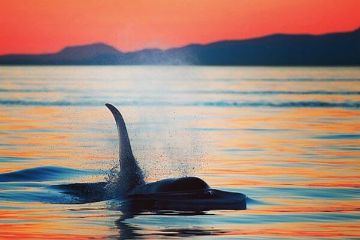 Sunset Whale Watch tour, Parksville, British Columbia Sunset Whale Watch tour, Parksville, British Columbia
