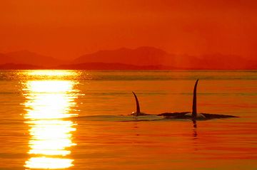 Sunset Whale Watch tour, Cowichan Bay, British Columbia Sunset Whale Watch tour, Cowichan Bay, British Columbia