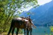 Half & Full Day Horseback Ride, Birkenhead Lake, Pemberton BC