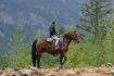 Fun things to do in Whistler - horseback riding tour