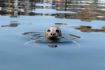 Vancouver Kayaking tour - harbour seal