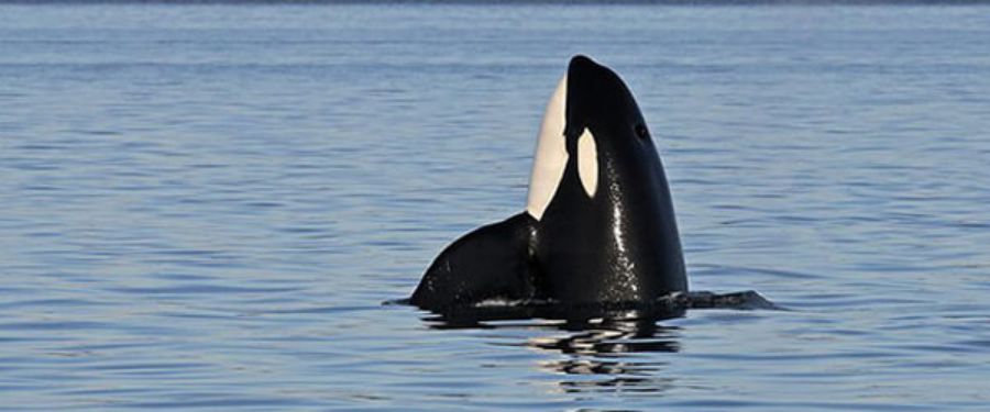 10 Experience Gift Ideas in Victoria,BC This Summer