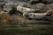 Seal Island on Vancouver Tour