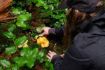 Vegan Vegetarian Experience Gift Vancouver, mushroom foraging