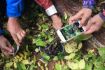 Learn to forage for mushrooms Vancouver