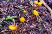 edible mushrooms forage tour Vancouver