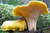 Whistler BC Learn to forage mushrooms