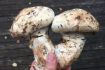 Unique things to do in Whistler mushroom foraging