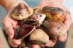 Sea foraging in the ocean near Vancouver experience gift idea