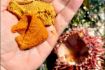 Vancouver Sea Foraging tour with lunch