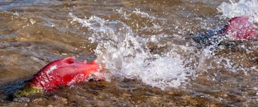 Salmon Runs & Fall Colours: Kelowna’s E-Bike Tours