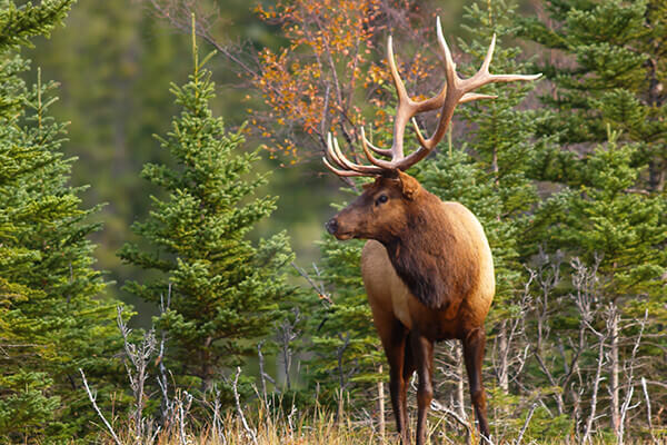 Banff Wildlife Tour with Gondola - Breakaway Experiences
