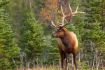 Banff National Park Wildlife Tour Elk